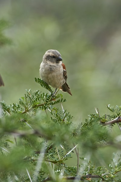 During the day on the green grass brown and white bird
